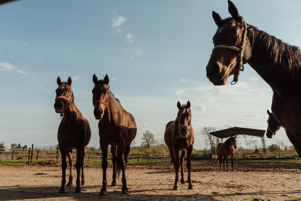 BOOM DI CAVALLI IN VENETO: NASCE LA SEZIONE ALLEVAMENTI EQUINI DI CONFAGRICOLTURA