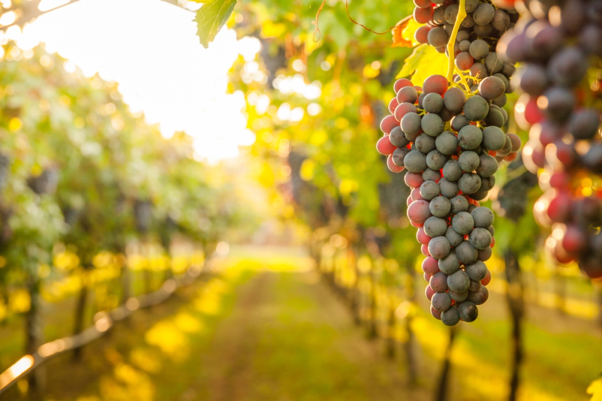 VENETO: SOSTEGNO AL SETTORE VITIVINICOLO, LA REGIONE PUNTA SU PROMOZIONE EXTRA UE E INVESTIMENTI ENOLOGICI