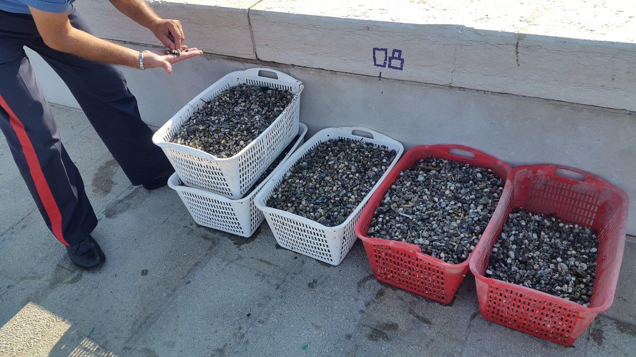 CHIOGGIA: I CARABINIERI SEQUESTRANO 250 KG DI VONGOLE