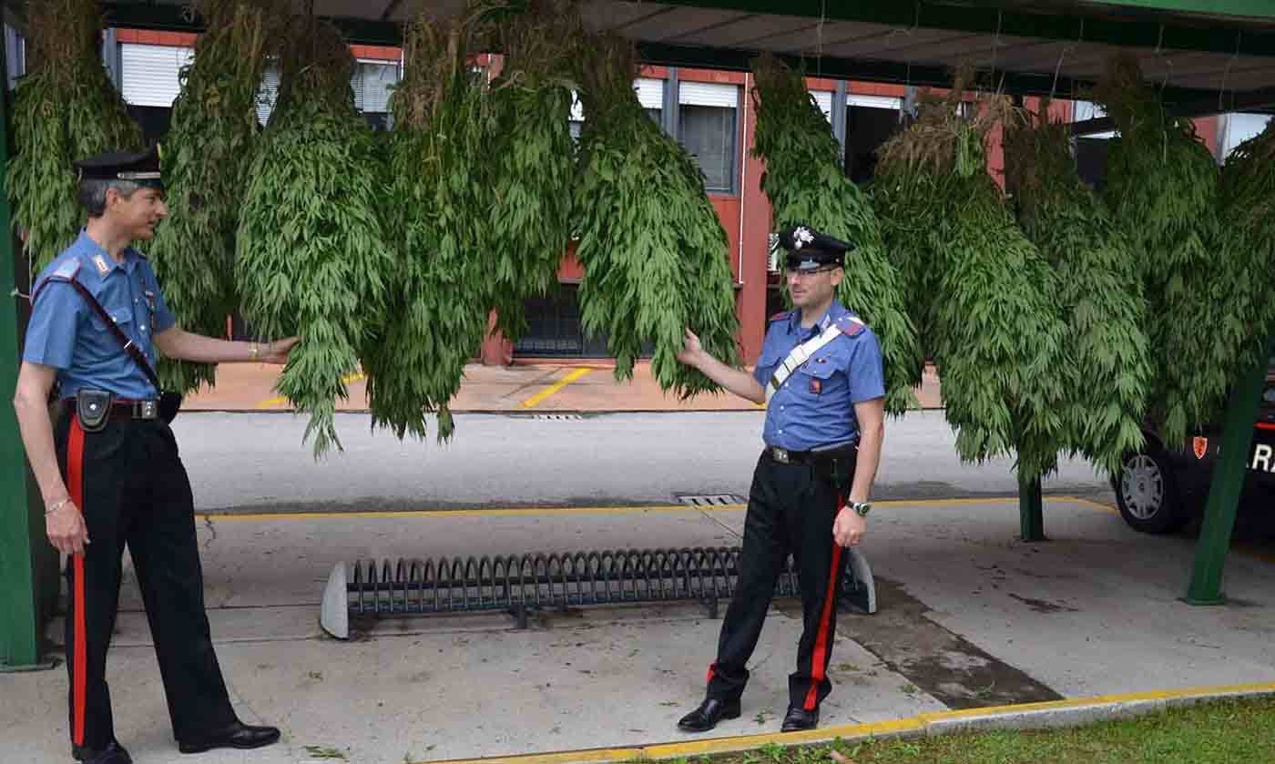 600 PIANTE DI MARIJUANA TROVATE IN UN CAMPO MORSANO AL TAGLIAMENTO