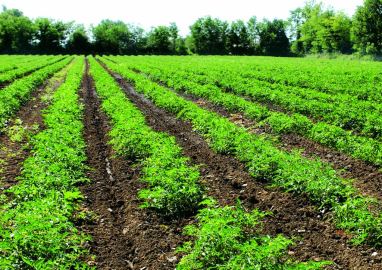 AGRICOLTURA: PAN (VENETO) “DEL TUTTO INSUFFICIENTI I 100 MLN STANZIATI DAL GOVERNO PER IL PRIMARIO