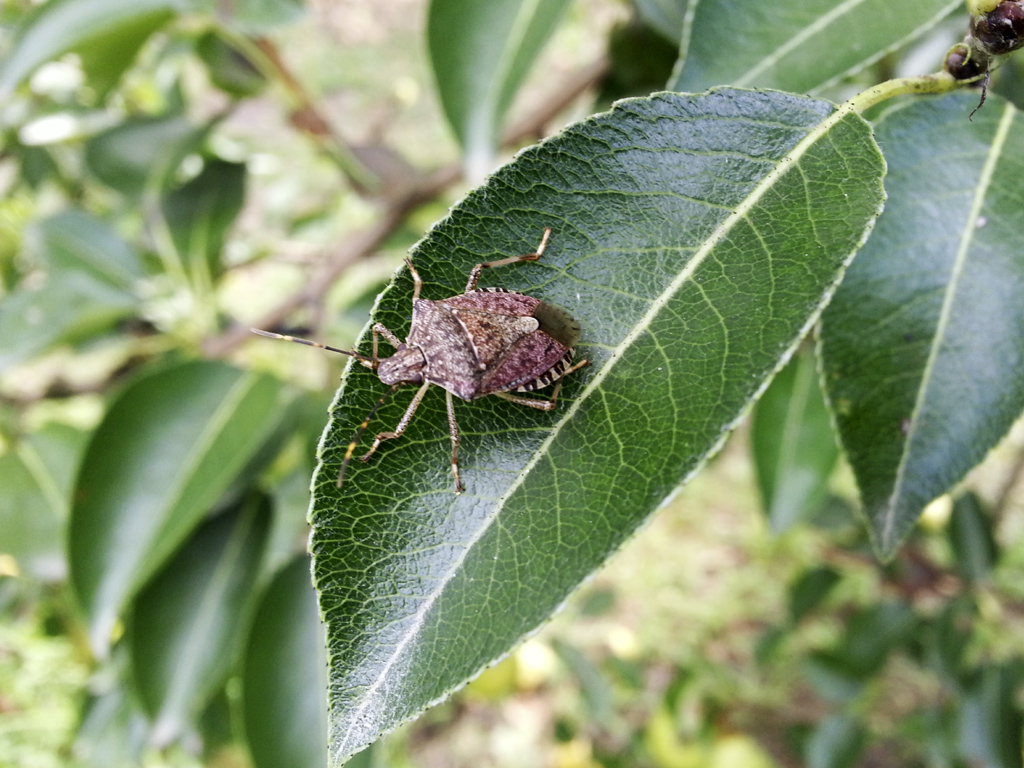 CIMICE ASIATICA: REGIONE VENETO DEFINISCE CRITERI PER DANNI AI FRUTTICOLTORI, ASSESSORE PAN, “RISARCIMENTI A CHI HA PERSO PIÙ DEL 30 PER CENTO DELLA PRODUZIONE VENDIBILE”