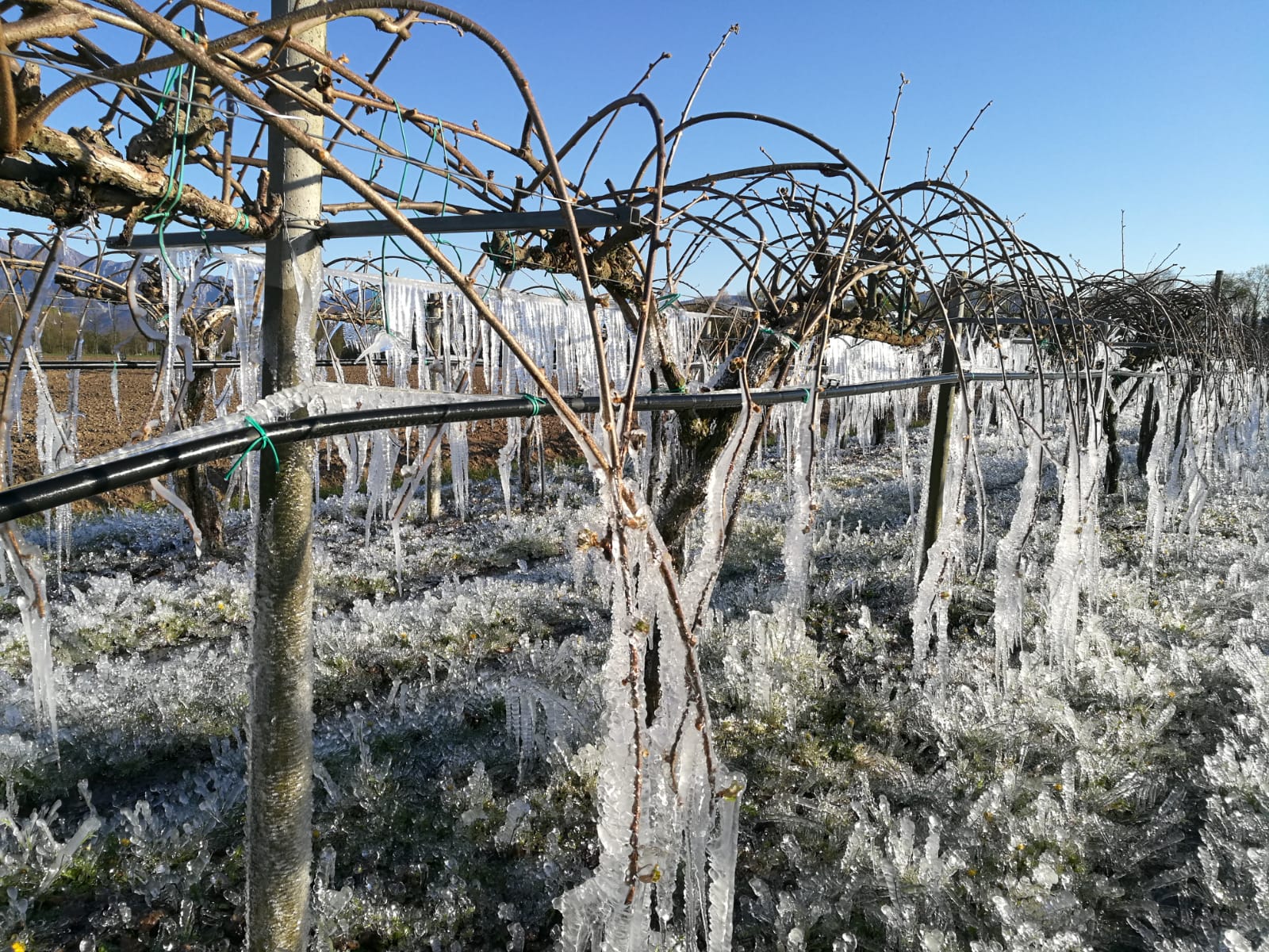 INGENTI DANNI ALL'AGRICOLTURA A CAUSA DEL CROLLO DELLE TEMPERATURE: L'APPELLO DI COLDIRETTI