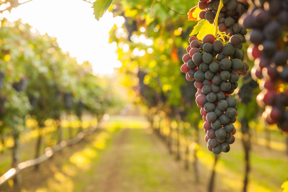 DALLA REGIONE 1 MILIONE 370 MILA EURO PER PROMUOVERE LE ECCELLENZE AGROALIMENTARI VENETE