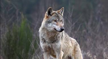 LUPI, IN VENETO LA REGIONE GARANTISCE ASSISTENZA IN LOCO AGLI ALLEVATORI DI MONTAGNA