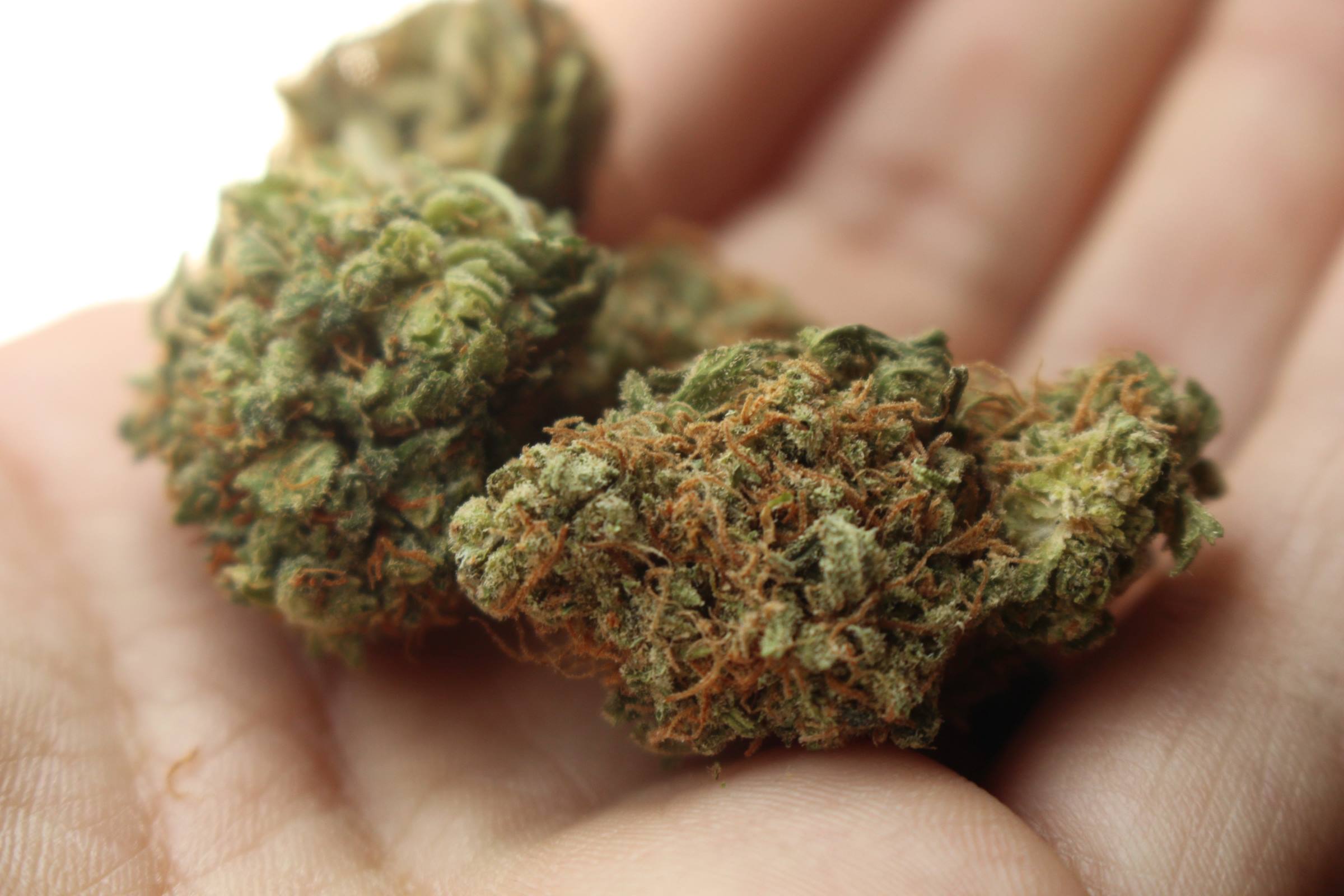ALCOL E STUPEFACENTI TRA I GIOVANI: IN ITALIA 1 RAGAZZO SU 10 TRA 15-24 ANNI HA FATTO USO DI CANNABIS NELL'ULTIMO ANNO