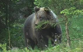 ORSO: ACCORDO TRA REGIONI DELL’ARCO ALPINO NORD ORIENTALE PER MONITORAGGIO GENETICO