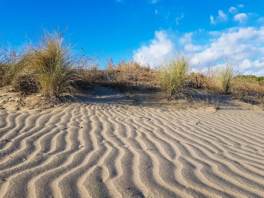 BIODIVERSITÀ, 150.000 PIANTE PER LE DUNE DAL TAGLIAMENTO A PUNTA SABBIONI