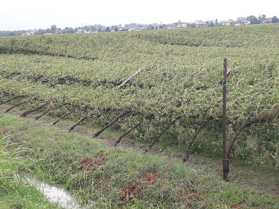 AGRICOLTURA COLPITA DURAMENTE DAL MALTEMPO: DANNI A VIGNETI, MAIS, SOIA E FRUTTETI 