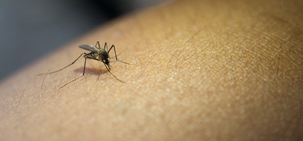 WEST NILE, INSEDIATA IN VENETO COMMISSIONE PERMANENTE PER PIANIFICARE I FUTURI INTERVENTI