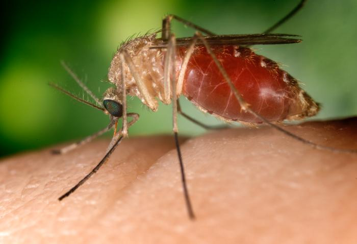 ZANZARE INFETTE DEL VIRUS WEST NILE: INTENSIFICATA LA LOTTA AI VETTORI NEL VENETO ORIENTALE